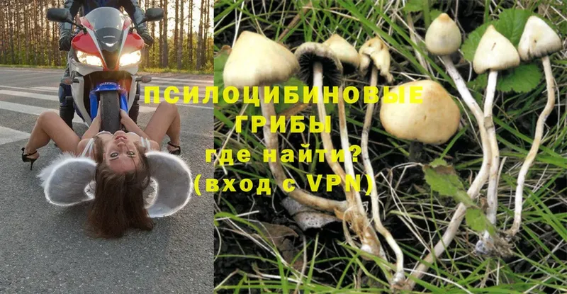 Псилоцибиновые грибы Magic Shrooms  KRAKEN рабочий сайт  Заринск 